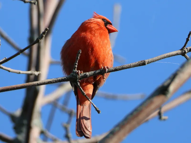Northern Cardinal