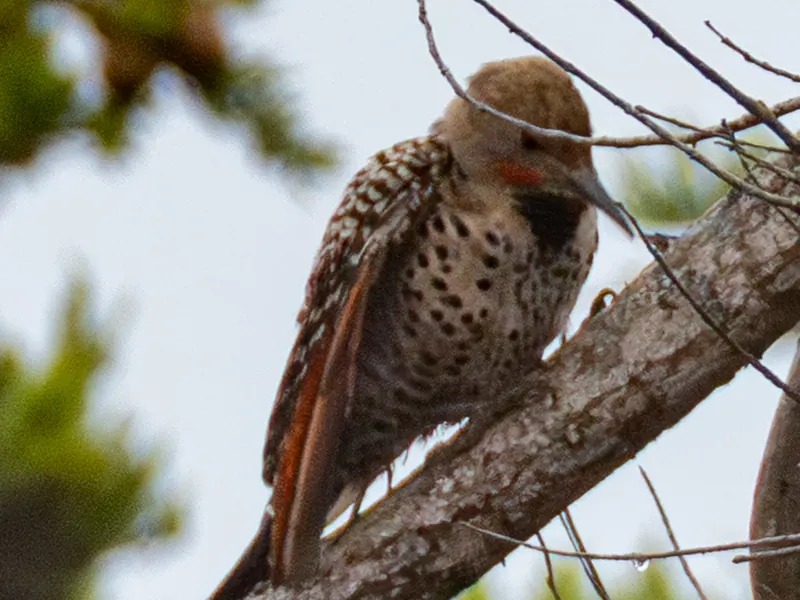 Northern flicker