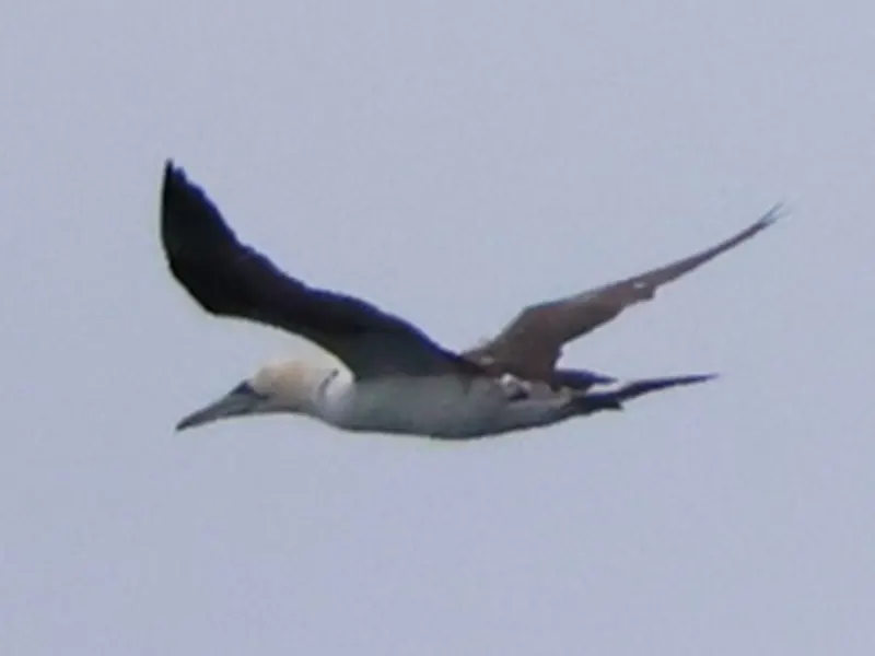 Northern Gannet