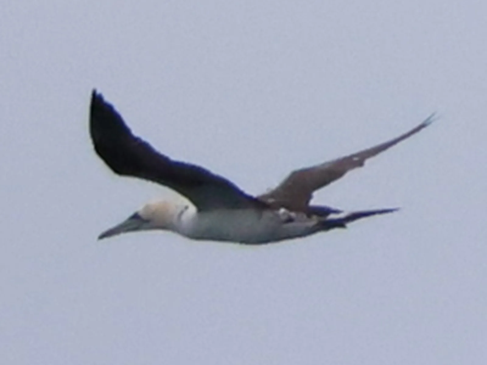 Northern Gannet