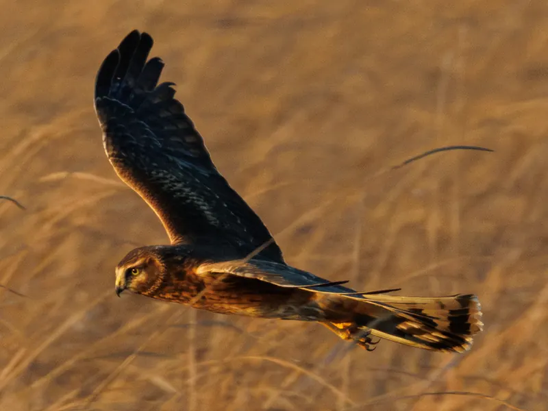 Northern Harrier