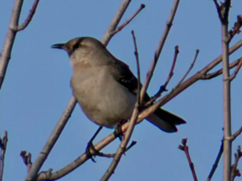 Northern Mockingbird