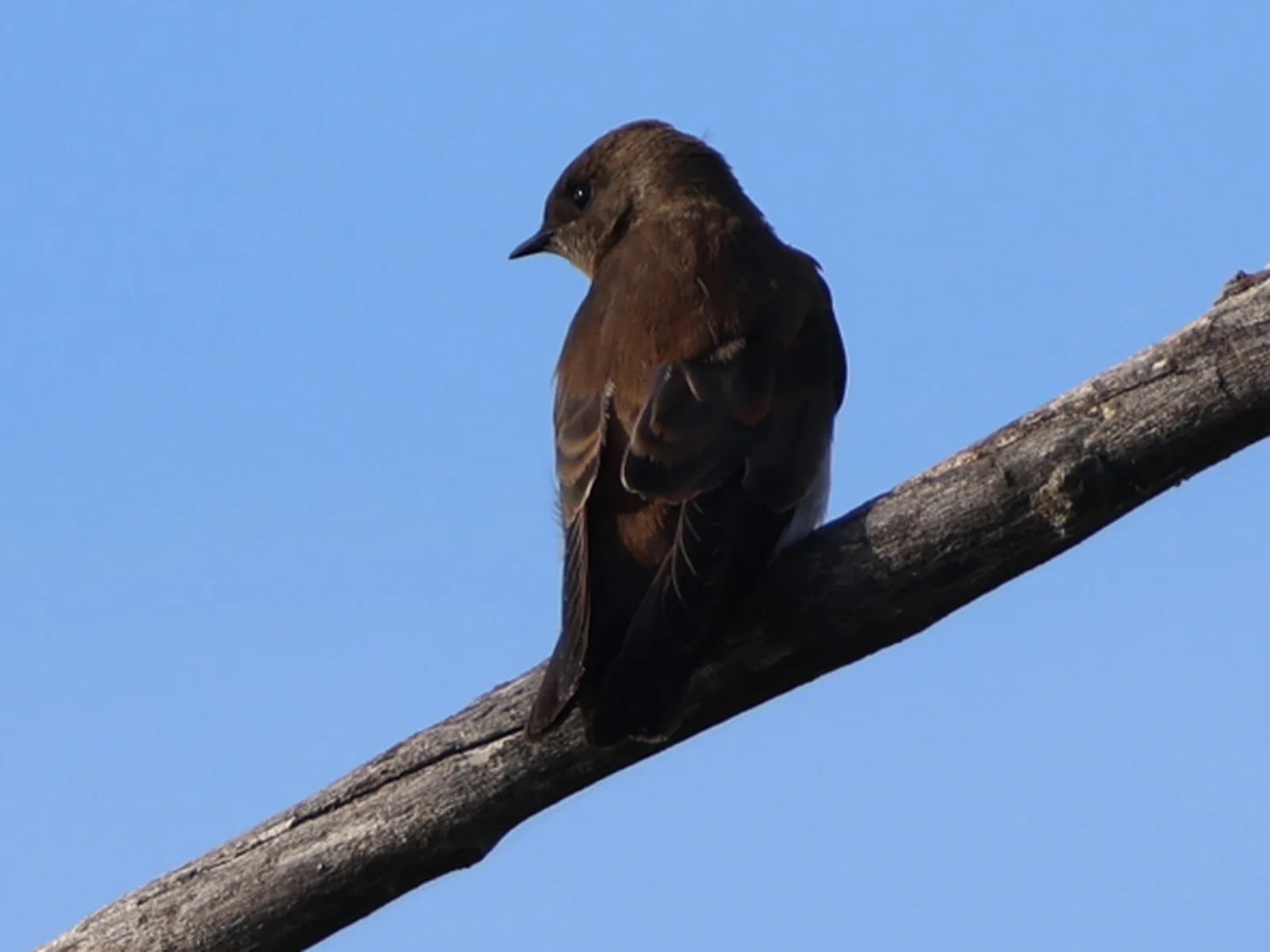 Northern Rough-winged Swallow