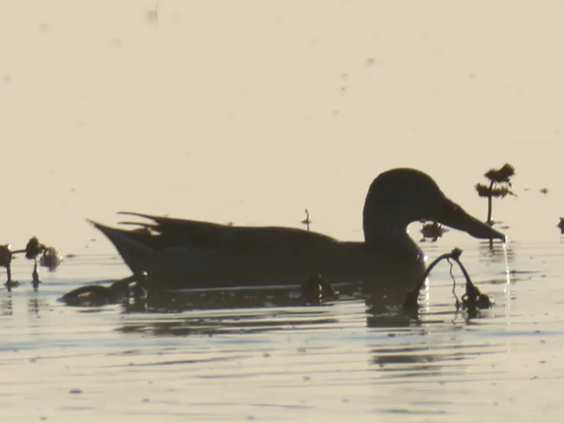 Northern Shoveler