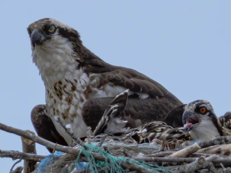 Osprey