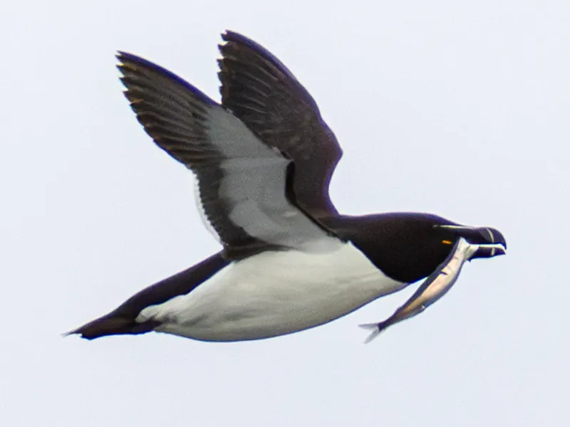 Razorbill