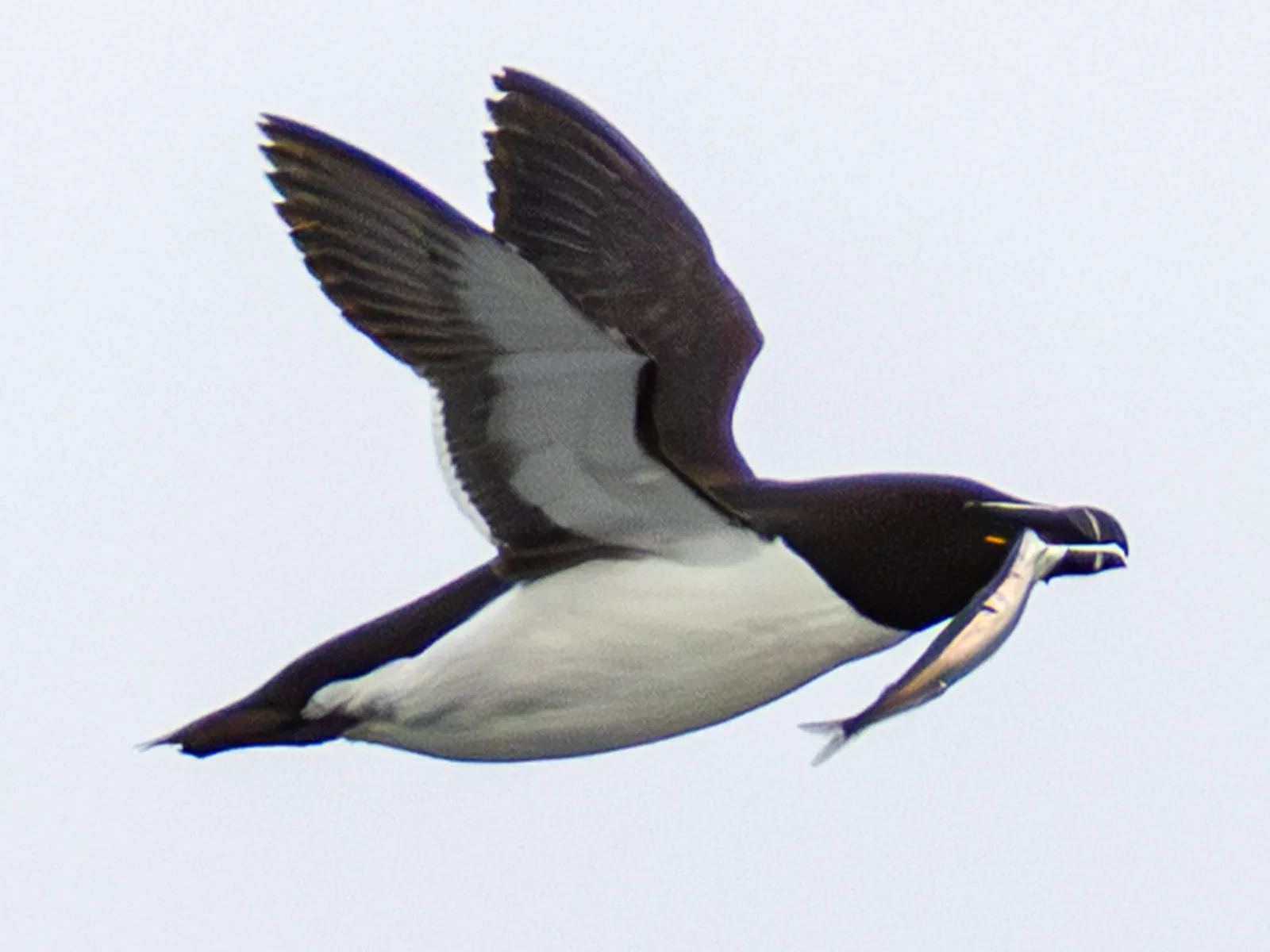 Razorbill