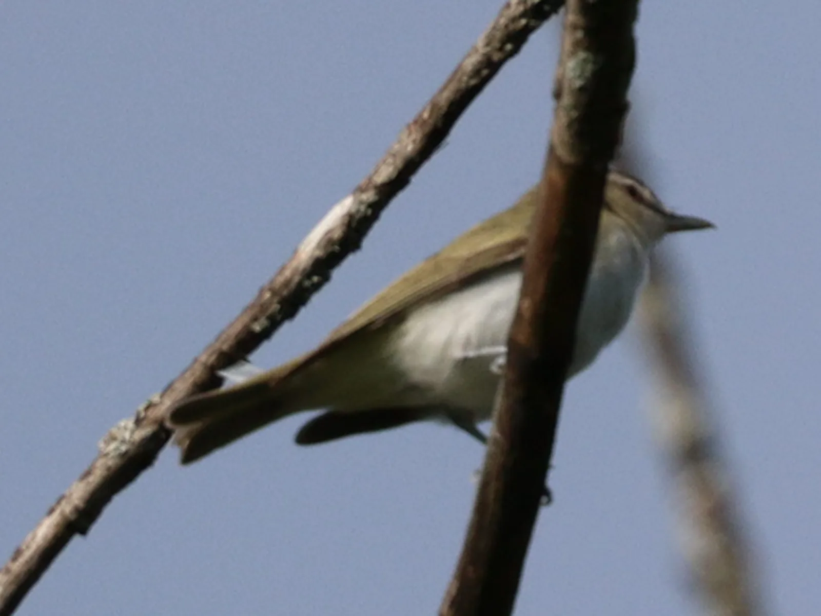 Red-eyed vireo