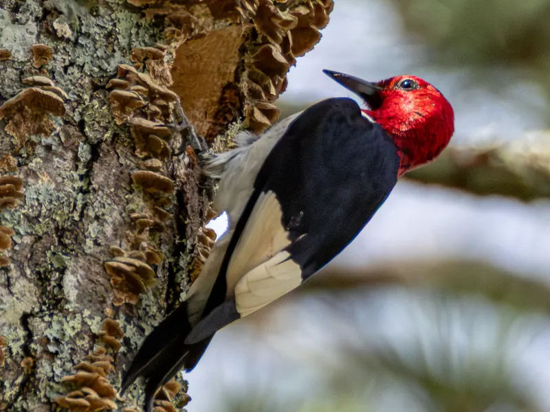 Red-headed Woodpecker