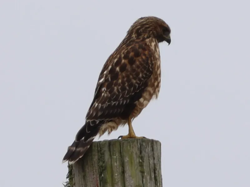 Red-shouldered hawk