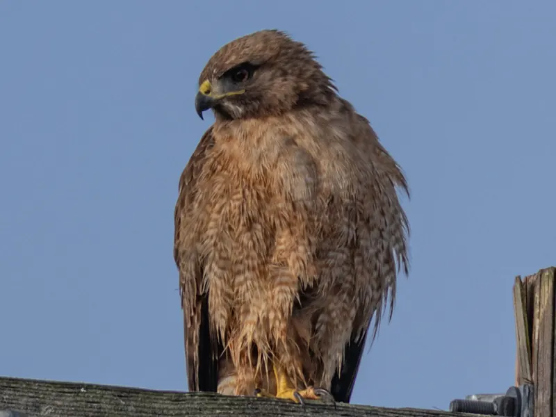 Red-tailed Hawk