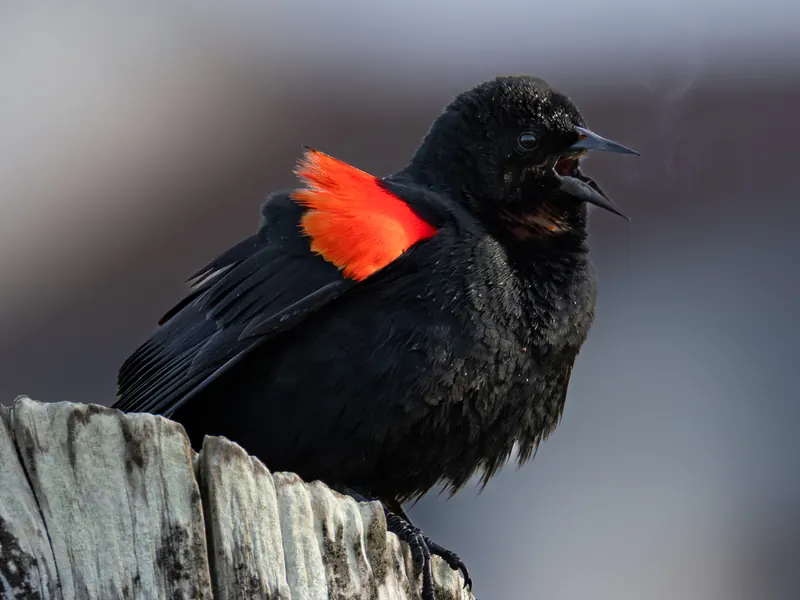 Red-winged Blackbird