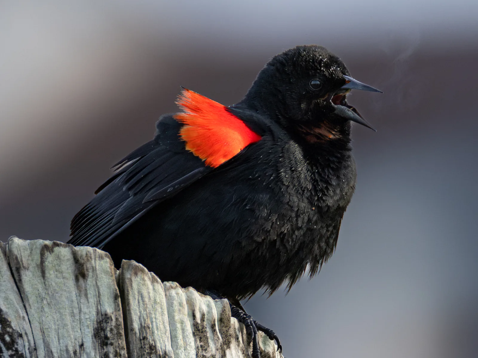 Red-winged Blackbird