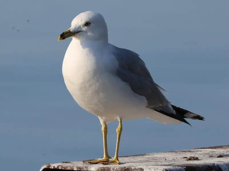 Ring-billed gull