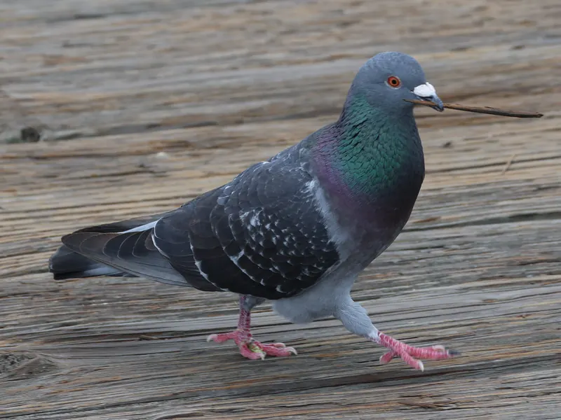 Rock Pigeon