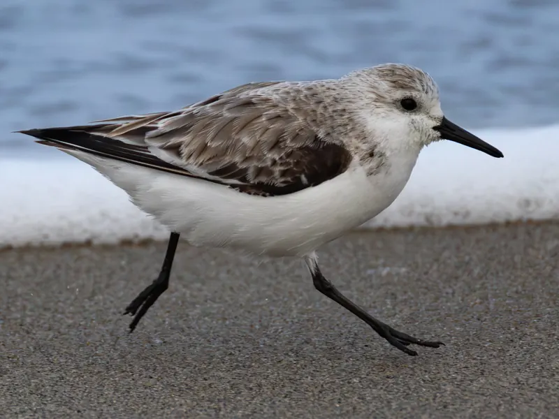 Sanderling