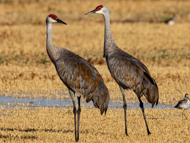 Sandhill crane