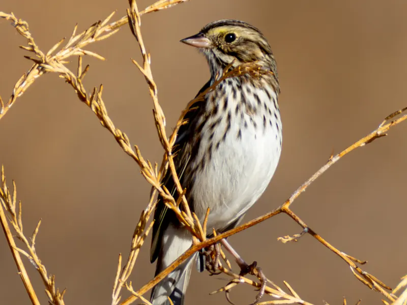 Savannah Sparrow