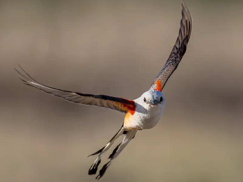Scissor-tailed Flycatcher