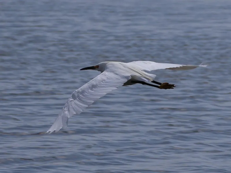 Snowy Egret