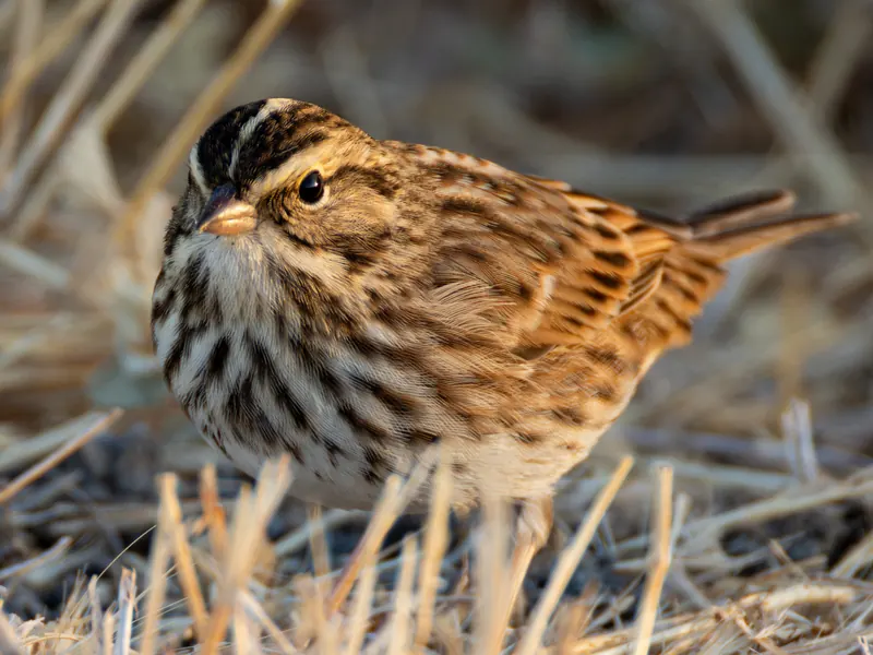 Song Sparrow