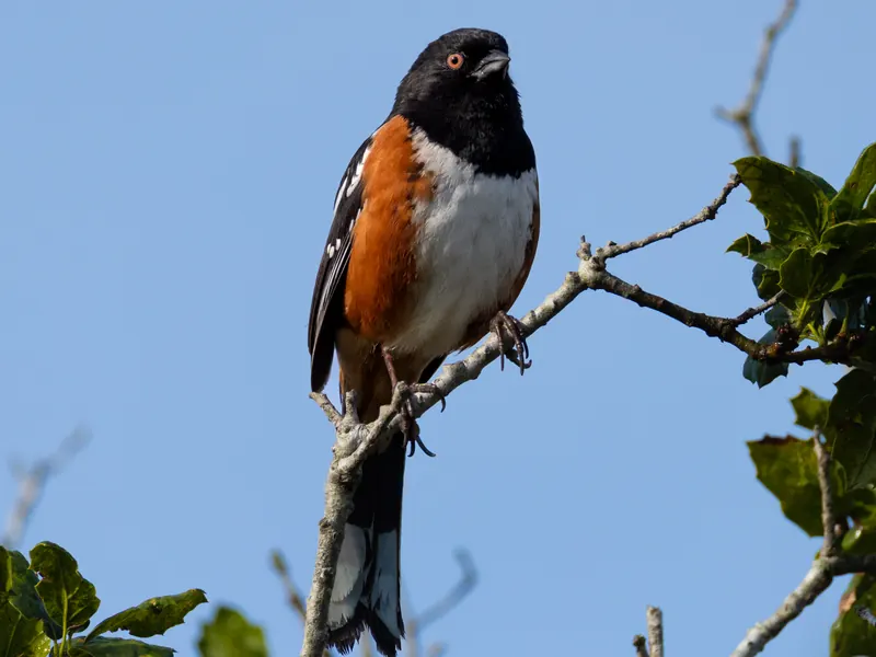 Spotted Towhee