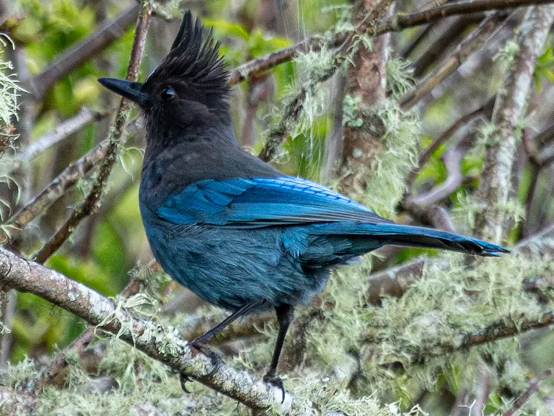 Steller's Jay