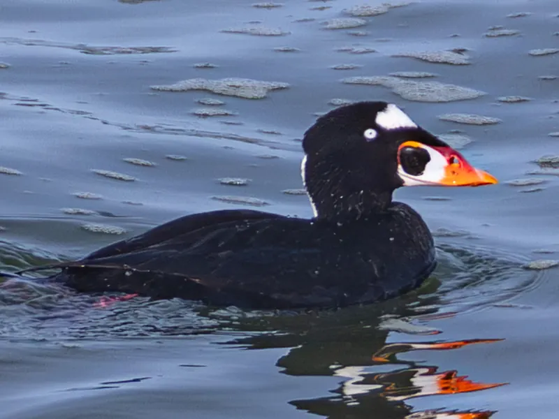 Surf Scoter