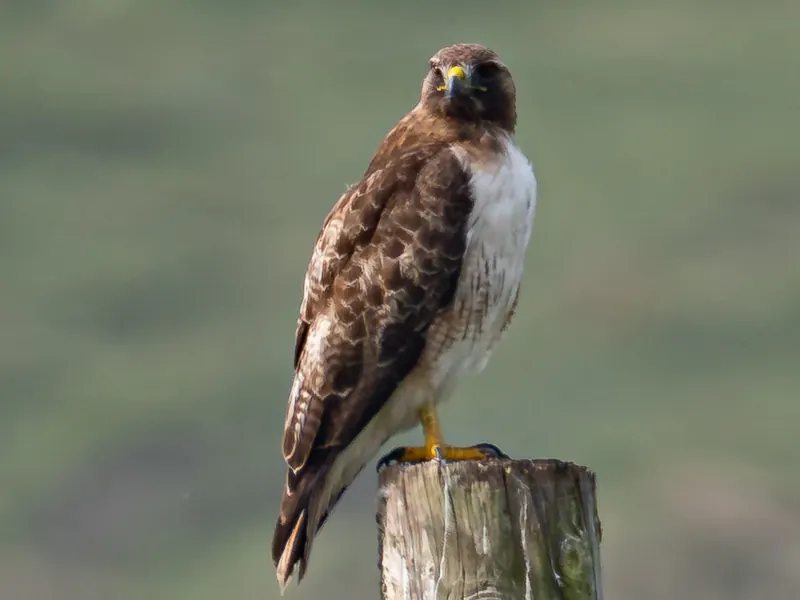 Swainson's Hawk