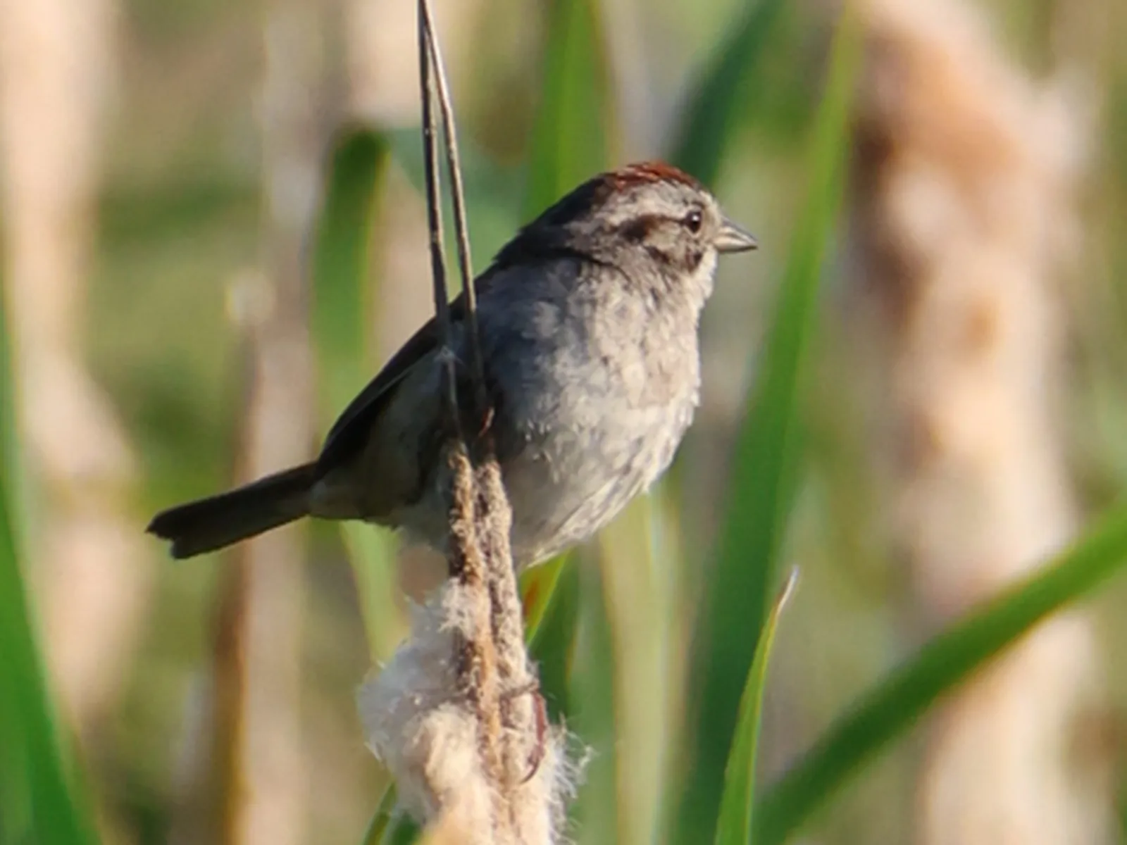 Swamp sparrow