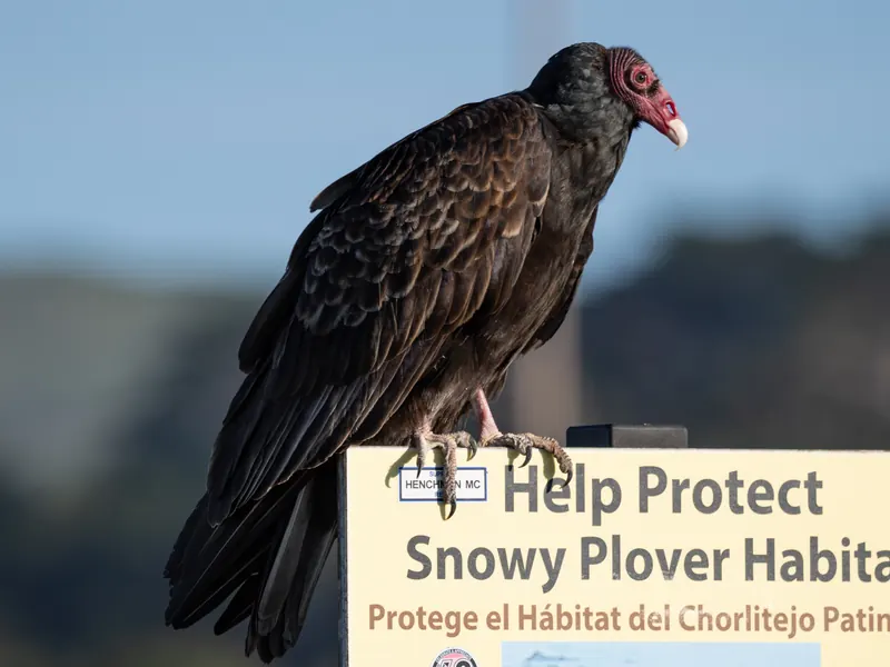 Turkey Vulture