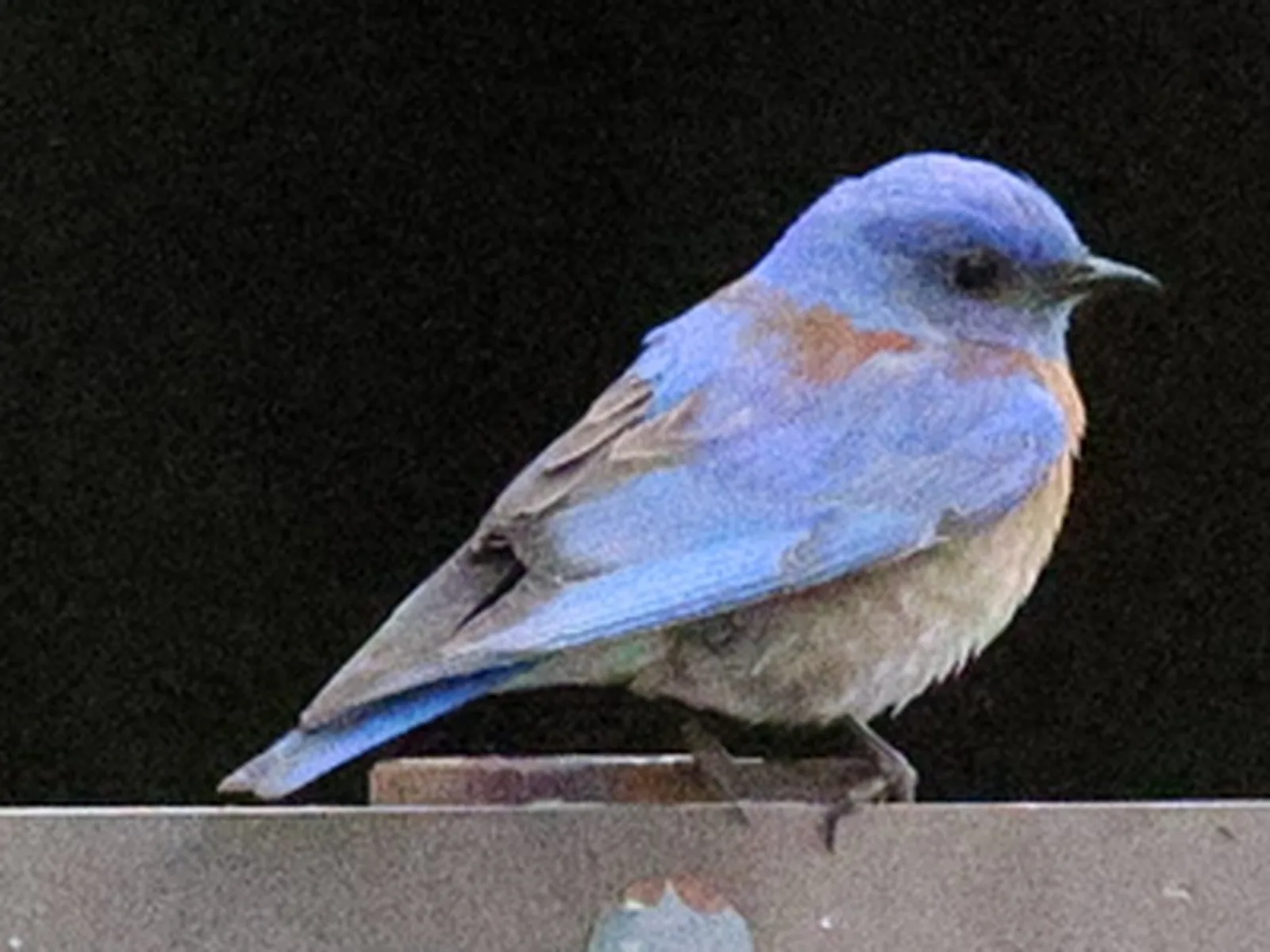 Western Bluebird