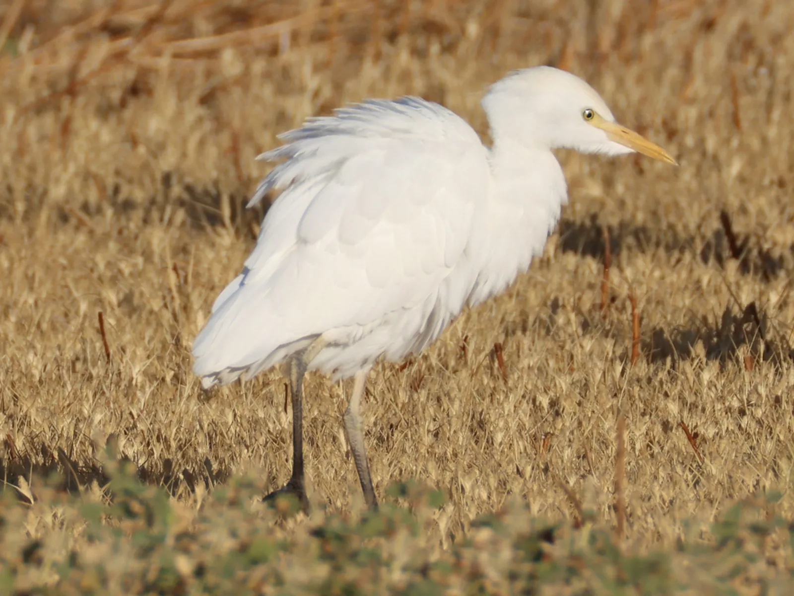 Western Cattle Egret