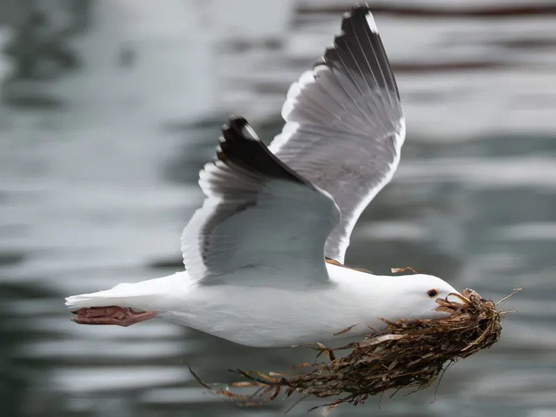 Western Gull