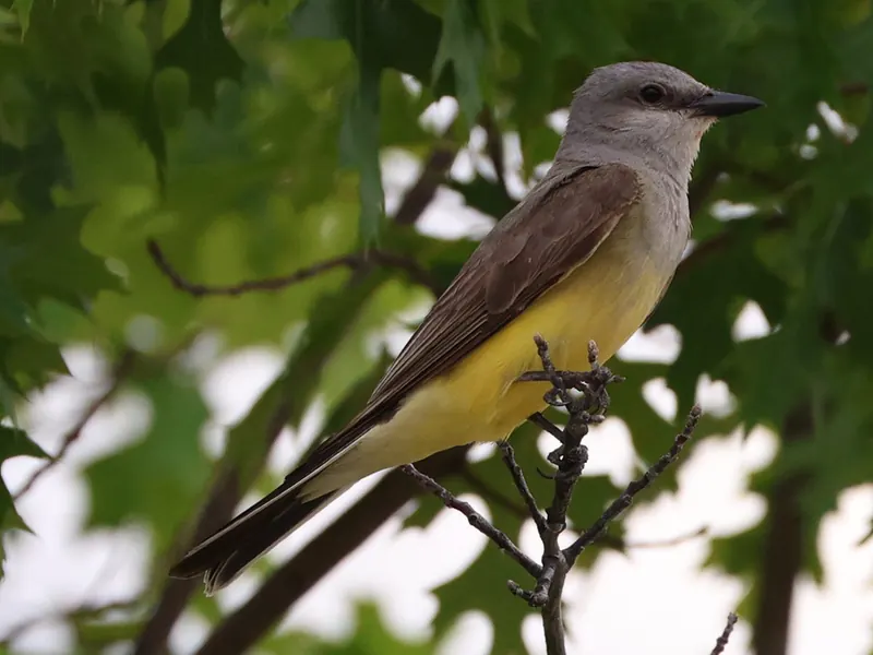 Western Kingbird