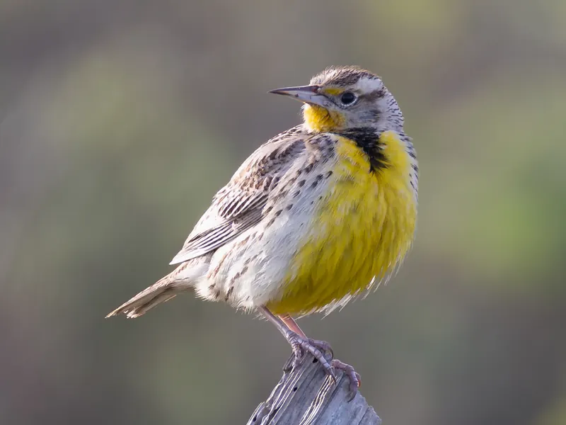 Western Meadowlark