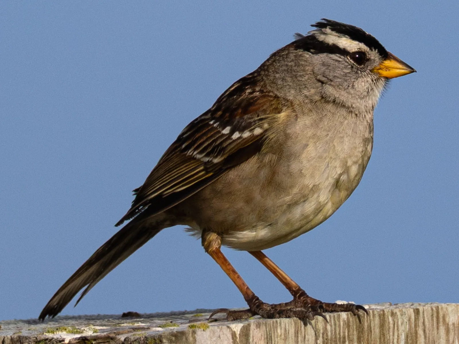 White-crowned Sparrow