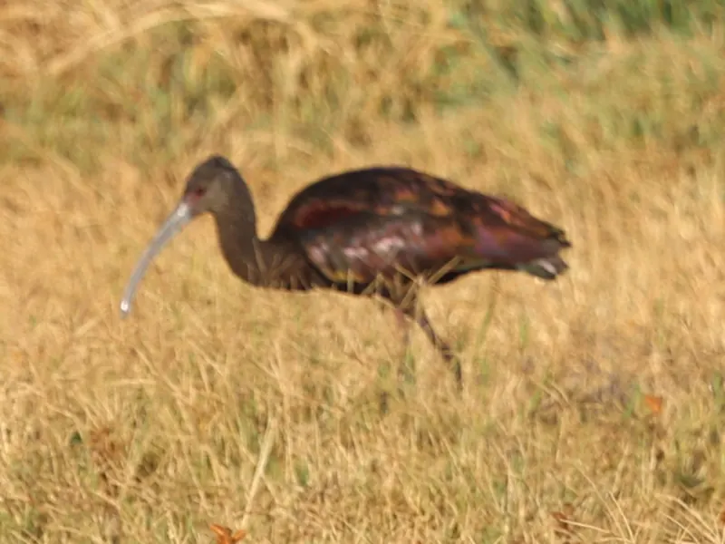 White-faced Ibis