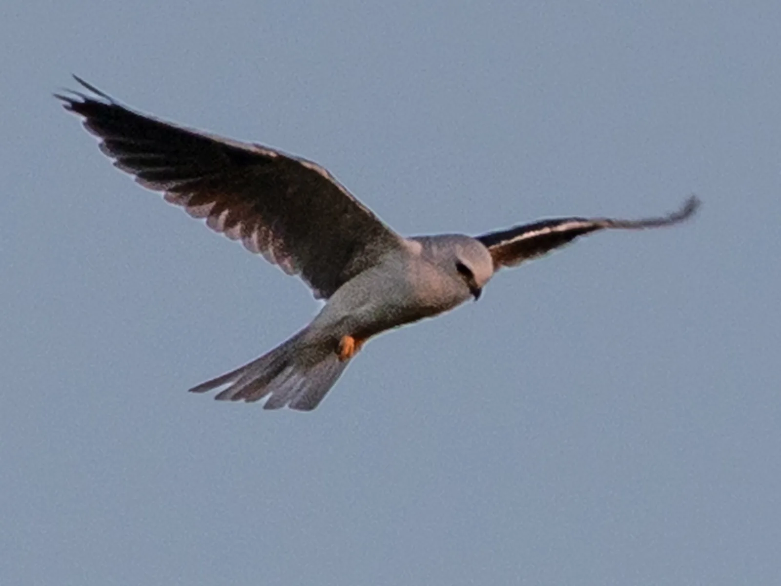 White-tailed kite