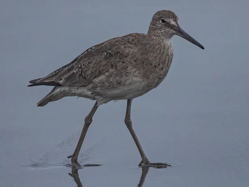 Willet