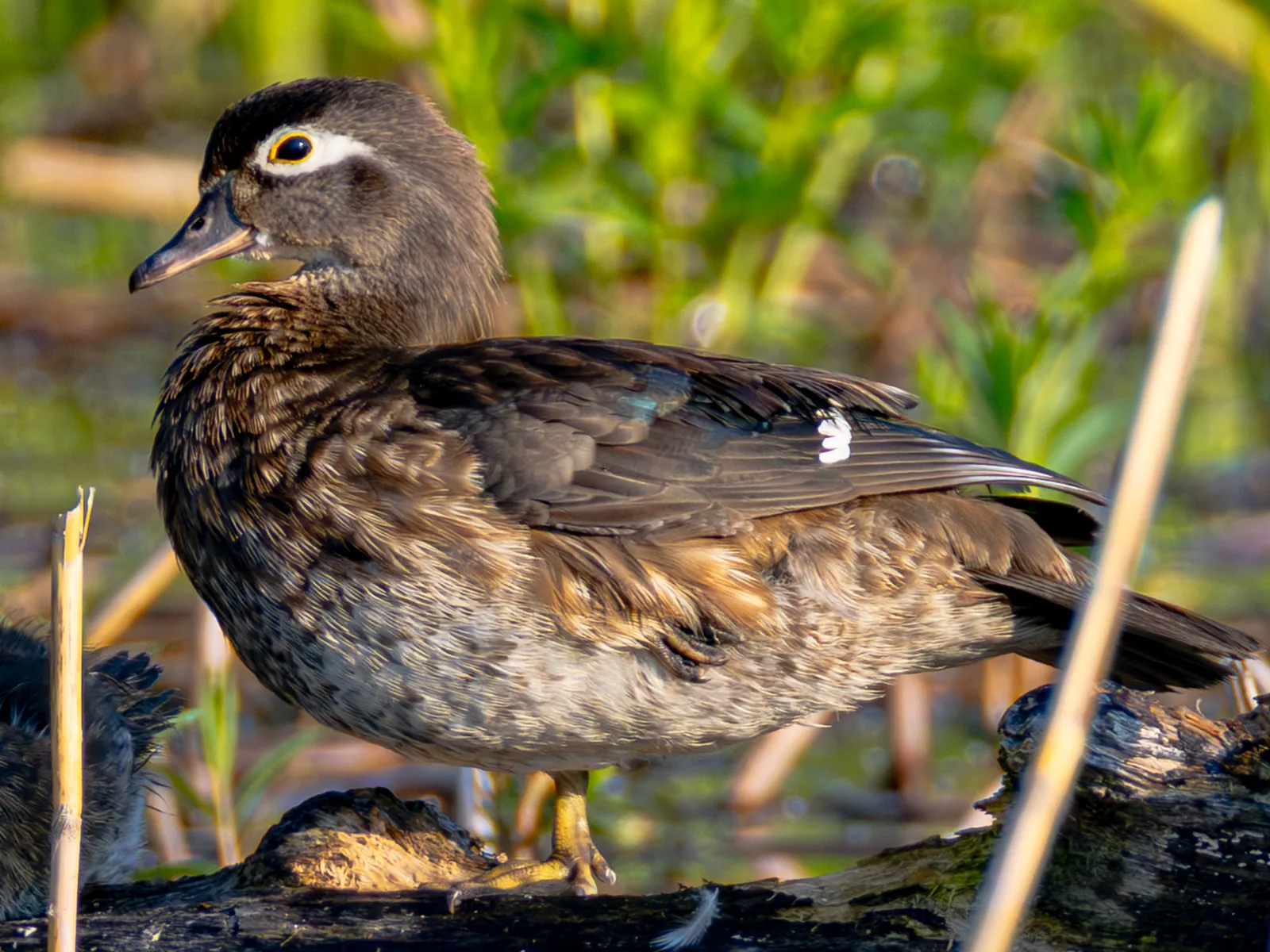 Wood Duck