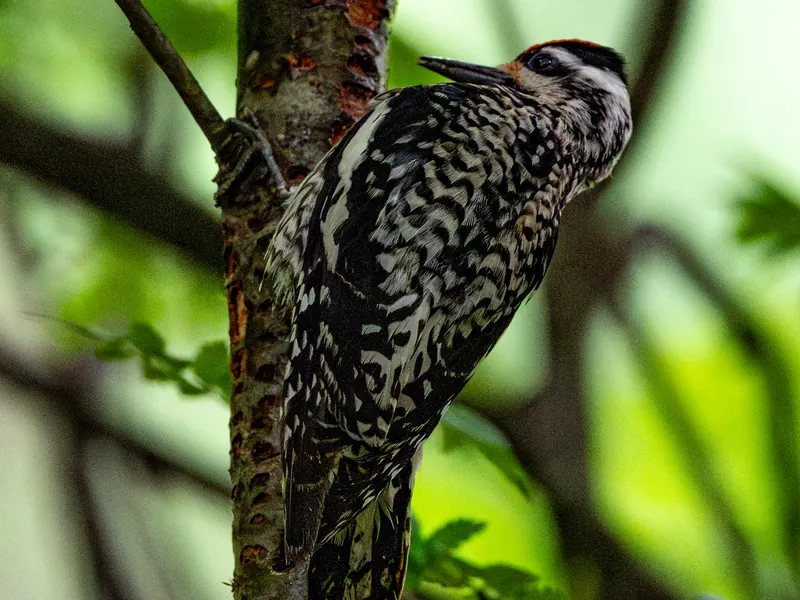 Yellow-bellied sapsucker