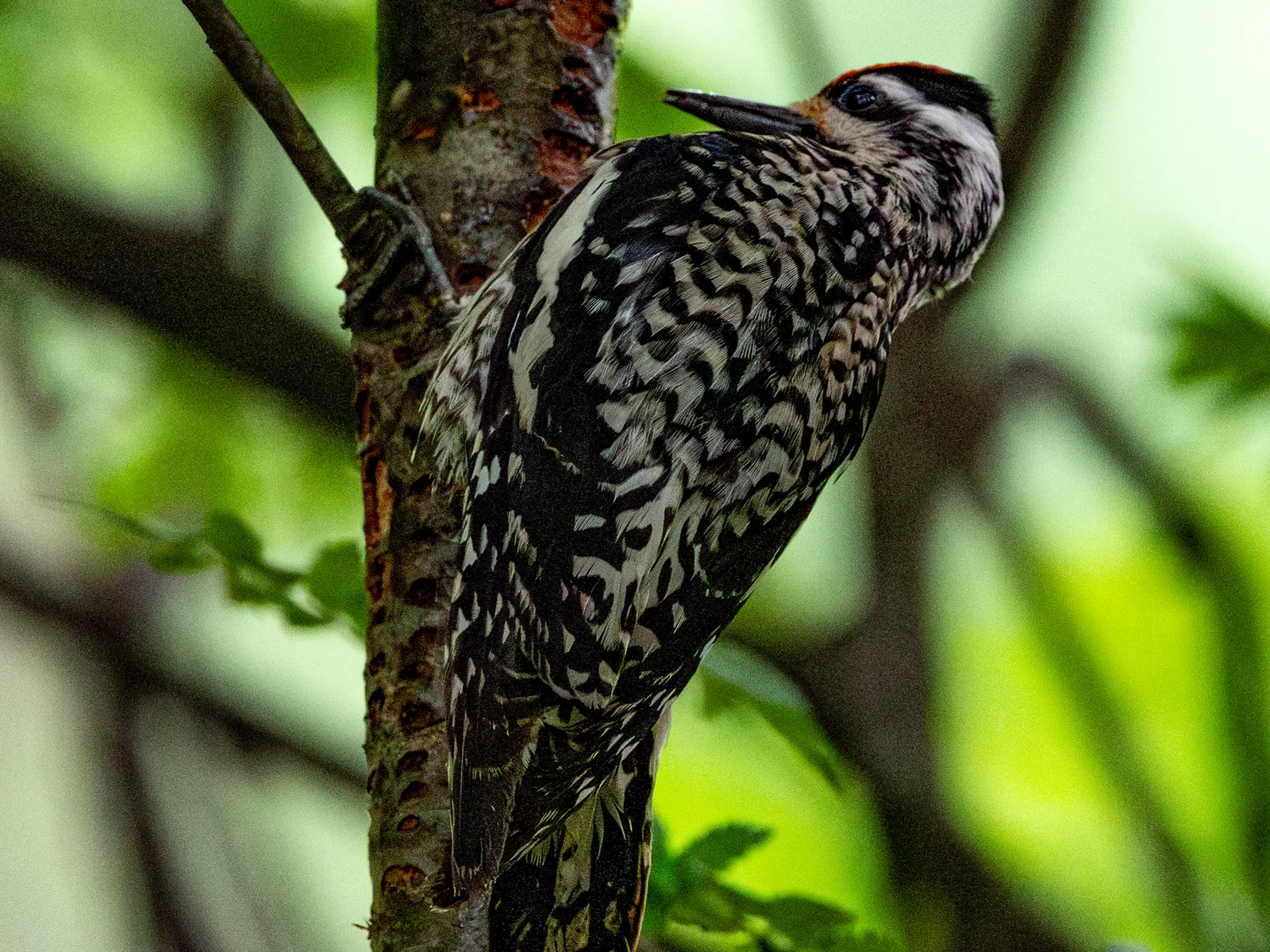 Yellow-bellied sapsucker
