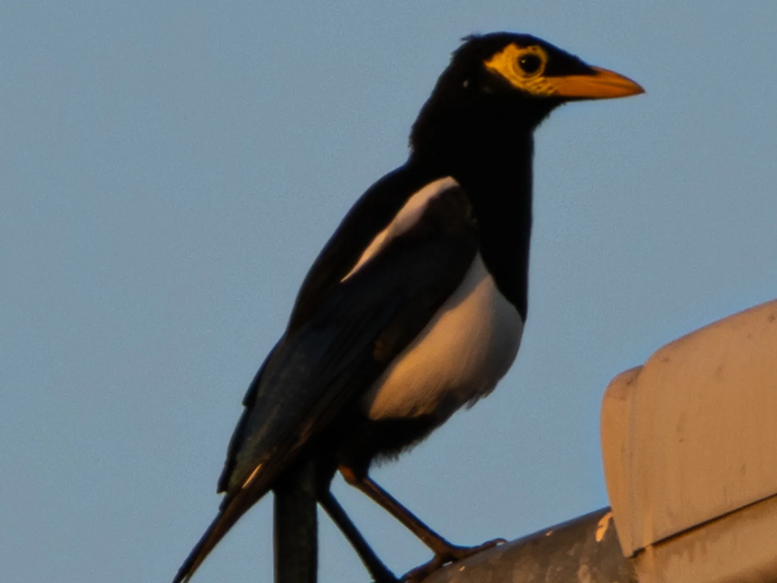 Yellow-billed magpie
