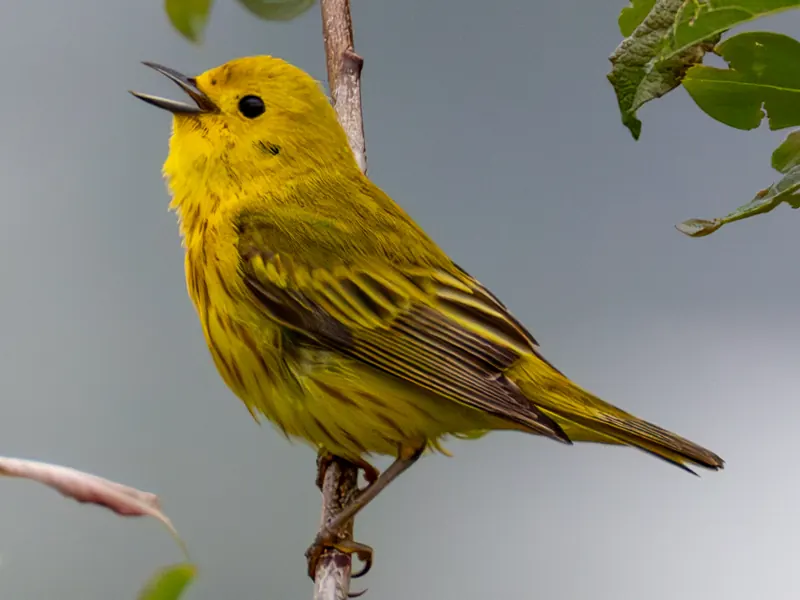 Yellow Warbler
