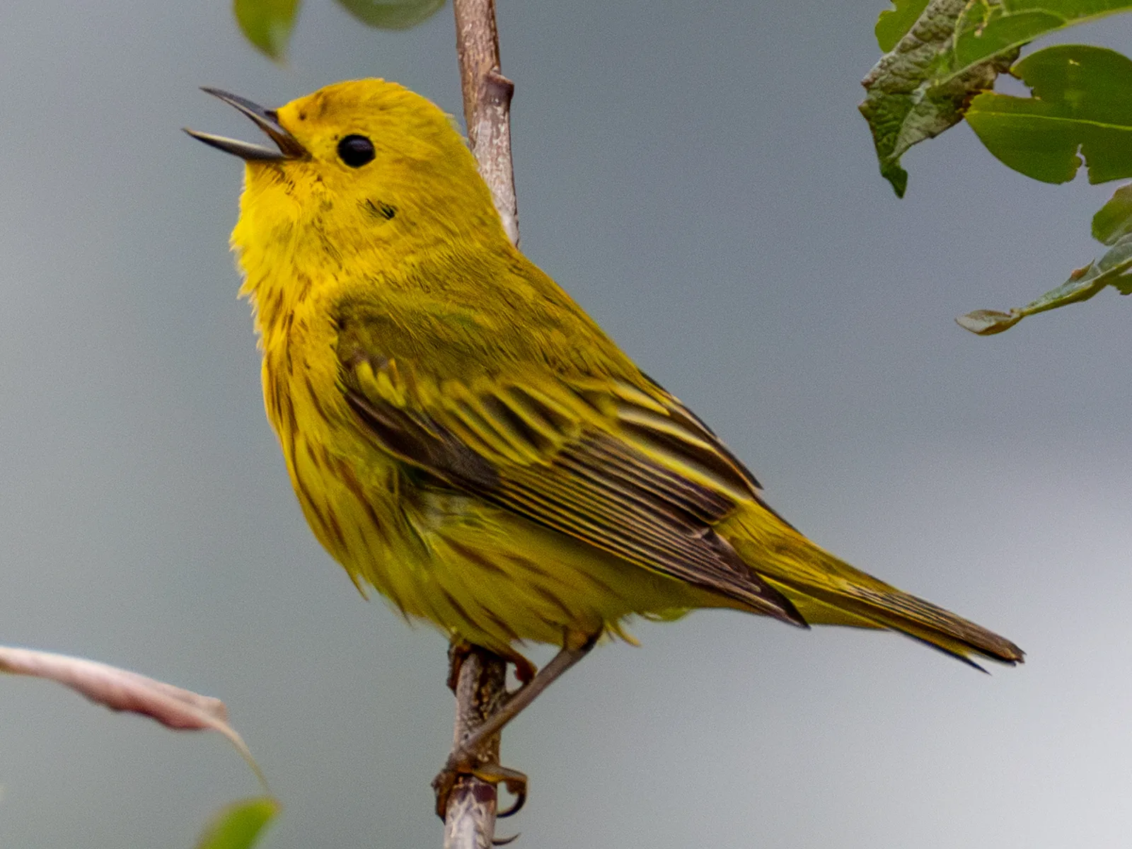 Yellow Warbler